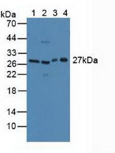 CLEC10A / CD301 Antibody - Western Blot; Sample: Lane1: Mouse Lung Tissue; Lane2: Mouse Testis Tissue; Lane3: Mouse Cerebellum Tissue; Lane4: Rat Testis Tissue.