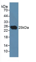 CLEC10A / CD301 Antibody - Western Blot; Sample: Rat Testis Tissue.