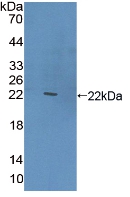 CLEC10A / CD301 Antibody - Western Blot;Sample: Recombinant CLEC10A, Human.