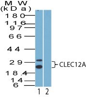 CLEC12A / CD371 Antibody - Western Blot: CLEC12A Antibody - Analysis of CLEC12A using CLEC12A antibody. ThP1 cell lysate in the 1) absence and 2) presence of immunizing peptide probed with 2 ug/ml of CLEC12A antibody. I goat anti-rabbit Ig HRP secondary antibody and PicoTect ECL substrate solution were used for this test.