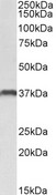CLEC12A / CD371 Antibody - Goat anti-CLEC12A / MICL Antibody (0.3µg/ml) staining of U937 lysate (35µg protein in RIPA buffer). Primary incubation was 1 hour. Detected by chemiluminescencence.