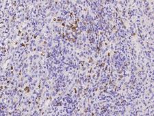 CLEC12A / CD371 Antibody - Immunochemical staining of human CLEC12A in human spleen with rabbit polyclonal antibody at 1:5000 dilution, formalin-fixed paraffin embedded sections.