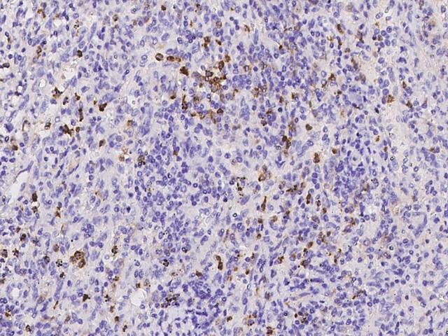 CLEC12A / CD371 Antibody - Immunochemical staining of human CLEC12A in human spleen with rabbit polyclonal antibody at 1:5000 dilution, formalin-fixed paraffin embedded sections.