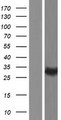 CLEC12A / CD371 Protein - Western validation with an anti-DDK antibody * L: Control HEK293 lysate R: Over-expression lysate