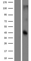 CLEC12B Protein - Western validation with an anti-DDK antibody * L: Control HEK293 lysate R: Over-expression lysate