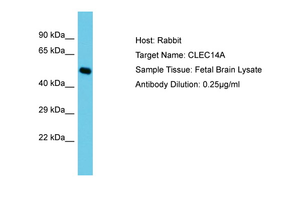 CLEC14A Antibody -  This image was taken for the unconjugated form of this product. Other forms have not been tested.