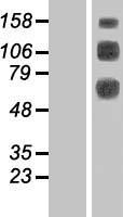 CLEC14A Protein - Western validation with an anti-DDK antibody * L: Control HEK293 lysate R: Over-expression lysate