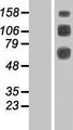 CLEC14A Protein - Western validation with an anti-DDK antibody * L: Control HEK293 lysate R: Over-expression lysate