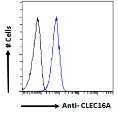 CLEC16A / KIAA0350 Antibody - Goat Anti-CLEC16A Antibody Flow cytometric analysis of paraformaldehyde fixed A549 cells (blue line), permeabilized with 0.5% Triton. Primary incubation 1hr (10ug/ml) followed by Alexa Fluor 488 secondary antibody (1ug/ml). IgG control: Unimmunized goat IgG (black line) followed by Alexa Fluor 488 secondary antibody.