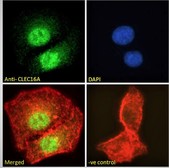 CLEC16A / KIAA0350 Antibody - Goat Anti-CLEC16A Antibody Immunofluorescence analysis of paraformaldehyde fixed A549 cells, permeabilized with 0.15% Triton. Primary incubation 1hr (10ug/ml) followed by Alexa Fluor 488 secondary antibody (2ug/ml), showing strong nuclear and weak cytoplasmic staining. Actin filaments were stained with phalloidin (red) and the nuclear stain is DAPI (blue). Negative control: Unimmunized goat IgG (10ug/ml) followed by Alexa Fluor 488 secondary antibody (2ug/ml).