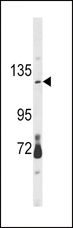 CLEC16A / KIAA0350 Antibody - Western blot of CLEC16A Antibody in mouse brain tissue lysates (35 ug/lane). CLEC16A (arrow) was detected using the purified antibody.