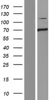 CLEC16A / KIAA0350 Protein - Western validation with an anti-DDK antibody * L: Control HEK293 lysate R: Over-expression lysate