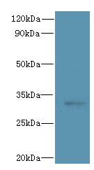 CLEC1A / CLEC-1 Antibody - Western blot. All lanes: CLEC1A antibody at 6 ug/ml+ Mouse thymus tissue Goat polyclonal to rabbit at 1:10000 dilution. Predicted band size: 32 kDa. Observed band size: 32 kDa.
