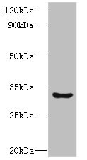 CLEC1A / CLEC-1 Antibody - Western blot All lanes: CLEC1A antibody at 6µg/ml + Mouse thymus tissue Secondary Goat polyclonal to rabbit IgG at 1/10000 dilution Predicted band size: 32 kDa Observed band size: 32 kDa