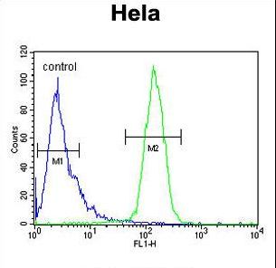 CLEC2B / AICL Antibody - CLEC2B Antibody flow cytometry of HeLa cells (right histogram) compared to a negative control cell (left histogram). FITC-conjugated goat-anti-rabbit secondary antibodies were used for the analysis.