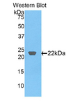 CLEC3B / Tetranectin Antibody - Western blot of recombinant CLEC3B / Tetranectin.  This image was taken for the unconjugated form of this product. Other forms have not been tested.