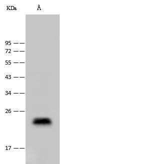 CLEC3B / Tetranectin Antibody - Anti-CLEC3B rabbit polyclonal antibody at 1:500 dilution. Lane A: Mouse muscle tissue lysate. Lysates/proteins at 30 ug per lane. Secondary: Goat Anti-Rabbit IgG (H+L)/HRP at 1/10000 dilution. Developed using the ECL technique. Performed under reducing conditions. Predicted band size: 23 kDa. Observed band size: 23 kDa.