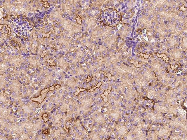 CLEC3B / Tetranectin Antibody - Immunochemical staining of mouse CLEC3B in mouse kidney with rabbit polyclonal antibody at 1:1000 dilution, formalin-fixed paraffin embedded sections.