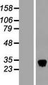 CLEC3B / Tetranectin Protein - Western validation with an anti-DDK antibody * L: Control HEK293 lysate R: Over-expression lysate