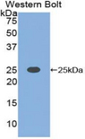 CLEC4C / CD303 / BDCA-2 Antibody - Western blot of recombinant CLEC4C / CD303 / BDCA-2.