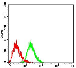 CLEC4D / MCL Antibody - Flow cytometric analysis of HL-60 cells using CD368 mouse mAb (green) and negative control (red).