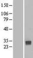 CLEC4D / MCL Protein - Western validation with an anti-DDK antibody * L: Control HEK293 lysate R: Over-expression lysate