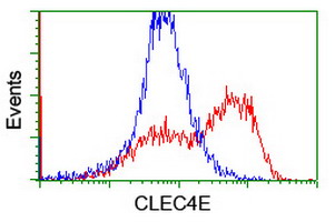 CLEC4E / MINCLE Antibody - HEK293T cells transfected with either overexpress plasmid (Red) or empty vector control plasmid (Blue) were immunostained by anti-CLEC4E antibody, and then analyzed by flow cytometry.