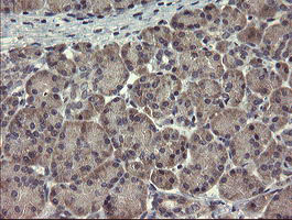 CLEC4E / MINCLE Antibody - IHC of paraffin-embedded Human pancreas tissue using anti-CLEC4E mouse monoclonal antibody. (Heat-induced epitope retrieval by 10mM citric buffer, pH6.0, 100C for 10min).