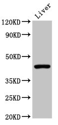 CLEC4M / L-SIGN / CD299 Antibody - Positive Western Blot detected in Mouse liver tissue. All lanes: CLEC4M antibody at 2 µg/ml Secondary Goat polyclonal to rabbit IgG at 1/50000 dilution. Predicted band size: 46, 31, 37, 27, 38, 29, 43, 34, 25 KDa. Observed band size: 46 KDa