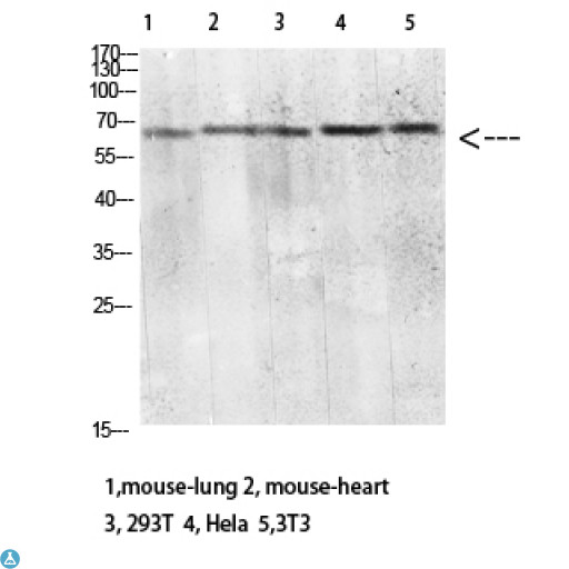 CLEC4M / L-SIGN / CD299 Antibody - Western blot analysis of mouse lung, mouse heart, 293T, HeLa and 3T3 lysate, antibody was diluted at 2000. Secondary antibody was diluted at 1:20000.
