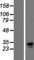 CLEC7A / Dectin 1 Protein - Western validation with an anti-DDK antibody * L: Control HEK293 lysate R: Over-expression lysate