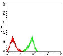 CLEC9A Antibody - Flow cytometric analysis of HL-60 cells using CD370 mouse mAb (green) and negative control (red).