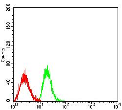 CLEC9A Antibody - Flow cytometric analysis of HL-60 cells using CD370 mouse mAb (green) and negative control (red).