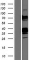 CLEC9A Protein - Western validation with an anti-DDK antibody * L: Control HEK293 lysate R: Over-expression lysate