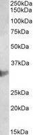 CLIC1 / NCC27 Antibody - CLIC1 antibody (2 ug/ml) staining of U937 lysate (35 ug protein in RIPA buffer). Primary incubation was 1 hour. Detected by chemiluminescence.