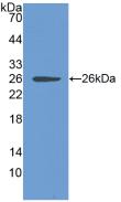 CLIC1 / NCC27 Antibody - Western Blot; Sample: Recombinant CLIC1, Human.