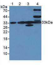 CLIC1 / NCC27 Antibody - Western Blot; Sample: Lane1: Human Liver Tissue; Lane2: Human Lung Tissue; Lane3: Human HL-60 Cells; Lane4: Human Hela Cells.