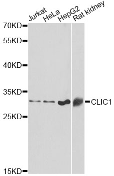 CLIC1 / NCC27 Antibody - Western blot analysis of extracts of various cell lines, using CLIC1 antibody at 1:1000 dilution. The secondary antibody used was an HRP Goat Anti-Rabbit IgG (H+L) at 1:10000 dilution. Lysates were loaded 25ug per lane and 3% nonfat dry milk in TBST was used for blocking. An ECL Kit was used for detection and the exposure time was 60s.