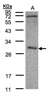 CLIC3 Antibody - Sample (30 ug of whole cell lysate). A: HeLa S3. 12% SDS PAGE. CLIC3 antibody diluted at 1:500