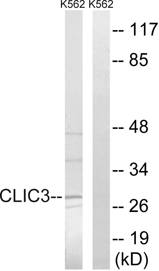 CLIC3 Antibody - Western blot analysis of lysates from K562 cells, using CLIC3 Antibody. The lane on the right is blocked with the synthesized peptide.