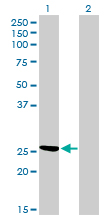CLIC3 Antibody - Western blot of CLIC3 expression in transfected 293T cell line by CLIC3 monoclonal antibody (M02), clone 3F8.