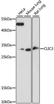 CLIC3 Antibody - Western blot analysis of extracts of various cell lines, using CLIC3 antibody at 1:1000 dilution. The secondary antibody used was an HRP Goat Anti-Rabbit IgG (H+L) at 1:10000 dilution. Lysates were loaded 25ug per lane and 3% nonfat dry milk in TBST was used for blocking. An ECL Kit was used for detection and the exposure time was 90s.