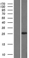 CLIC3 Protein - Western validation with an anti-DDK antibody * L: Control HEK293 lysate R: Over-expression lysate