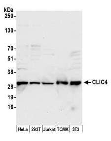 CLIC4 Antibody - Detection of human and mouse CLIC4 by western blot. Samples: Whole cell lysate (15 µg) from HeLa, HEK293T, Jurkat, mouse TCMK-1, and mouse NIH 3T3 cells prepared using NETN lysis buffer. Antibody: Affinity purified rabbit anti-CLIC4 antibody used for WB at 0.1 µg/ml. Detection: Chemiluminescence with an exposure time of 10 seconds.