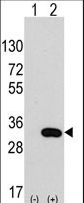 CLIC4 Antibody - Western blot of CLIC4 (arrow) using rabbit polyclonal CLIC4 Antibody. 293 cell lysates (2 ug/lane) either nontransfected (Lane 1) or transiently transfected with the CLIC4 gene (Lane 2) (Origene Technologies).