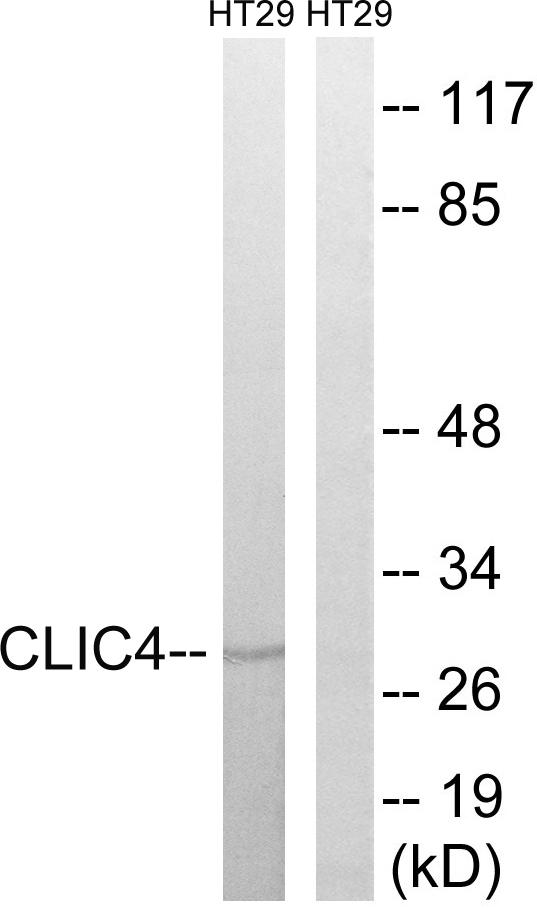 CLIC4 Antibody - Western blot analysis of extracts from HT-29 cells, using CLIC4 antibody.