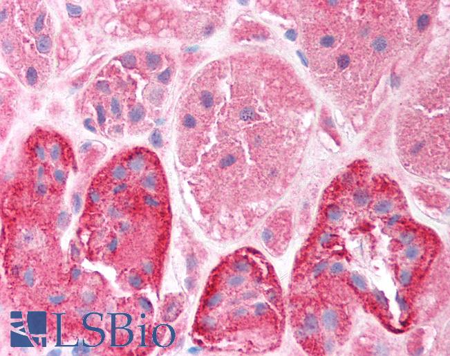CLIC5 Antibody - Anti-CLIC5 antibody IHC of human kidney. Immunohistochemistry of formalin-fixed, paraffin-embedded tissue after heat-induced antigen retrieval. Antibody concentration 5 ug/ml.  This image was taken for the unconjugated form of this product. Other forms have not been tested.