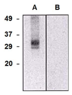 CLIC5 Antibody - Western blotting analysis of CLIC5a in HEK293-CLIC5a transfectants (A) and HEK293 cells (B) using mouse monoclonal antibody (clone CLIC5-02).