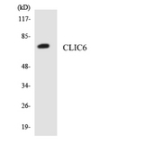 CLIC6 Antibody - Western blot analysis of the lysates from HepG2 cells using CLIC6 antibody.