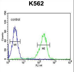 CLIC6 Antibody - CLIC6 Antibody flow cytometry of K562 cells (right histogram) compared to a negative control cell (left histogram). FITC-conjugated goat-anti-rabbit secondary antibodies were used for the analysis.